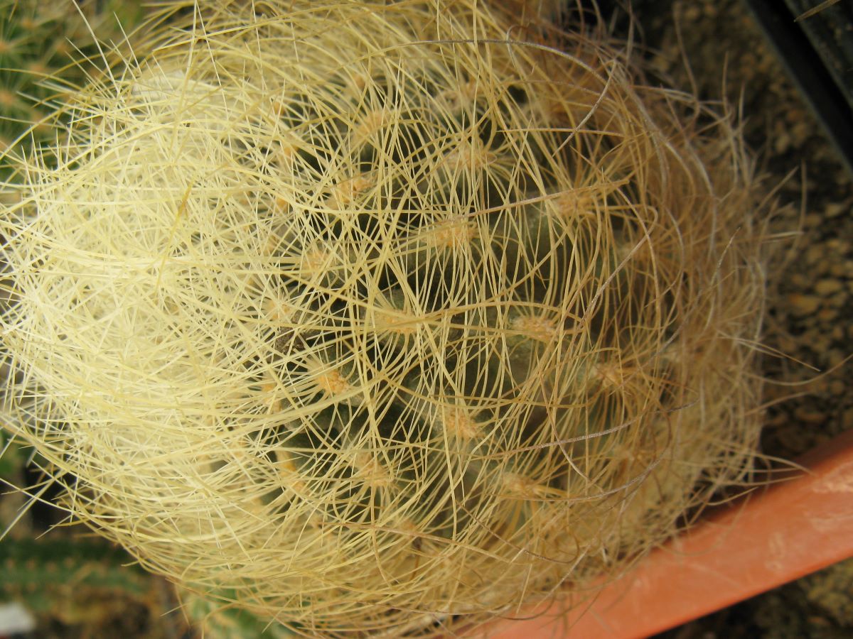 Neoporteria gerocephala насіння  ( жовті колючки)