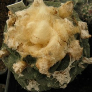 Ariocarpus fissuratus JO479 Tx - насіння