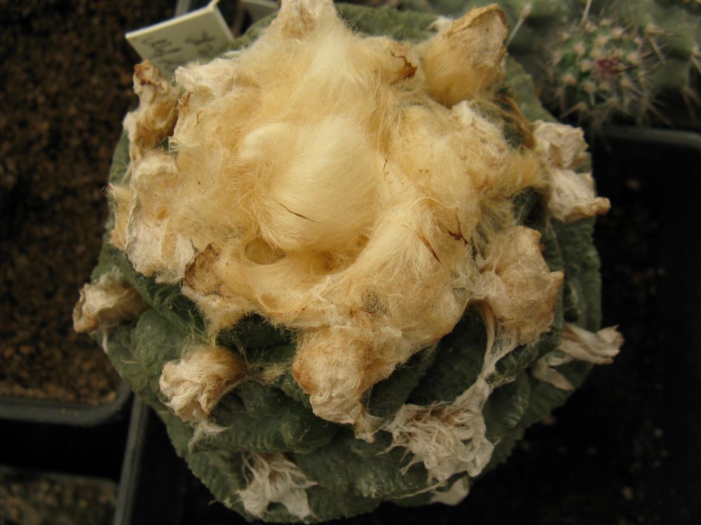 Ariocarpus fissuratus JO479 Tx - насіння