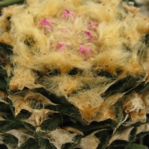 Ariocarpus fissuratus v hinthonii MS363.33 -насіння