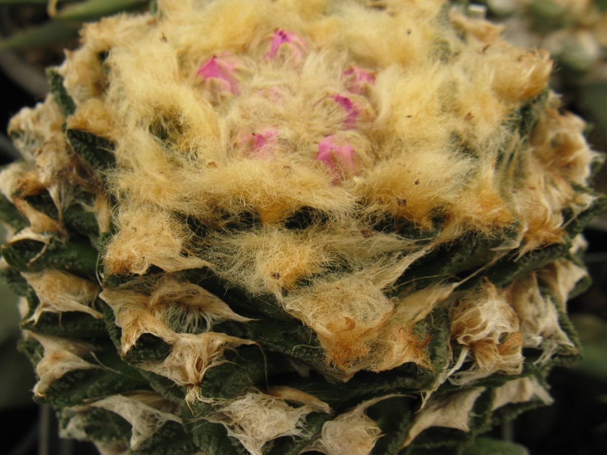 Ariocarpus fissuratus v hinthonii MS363.33 -насіння