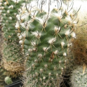 Turbinicarpus roseiflorus насіння