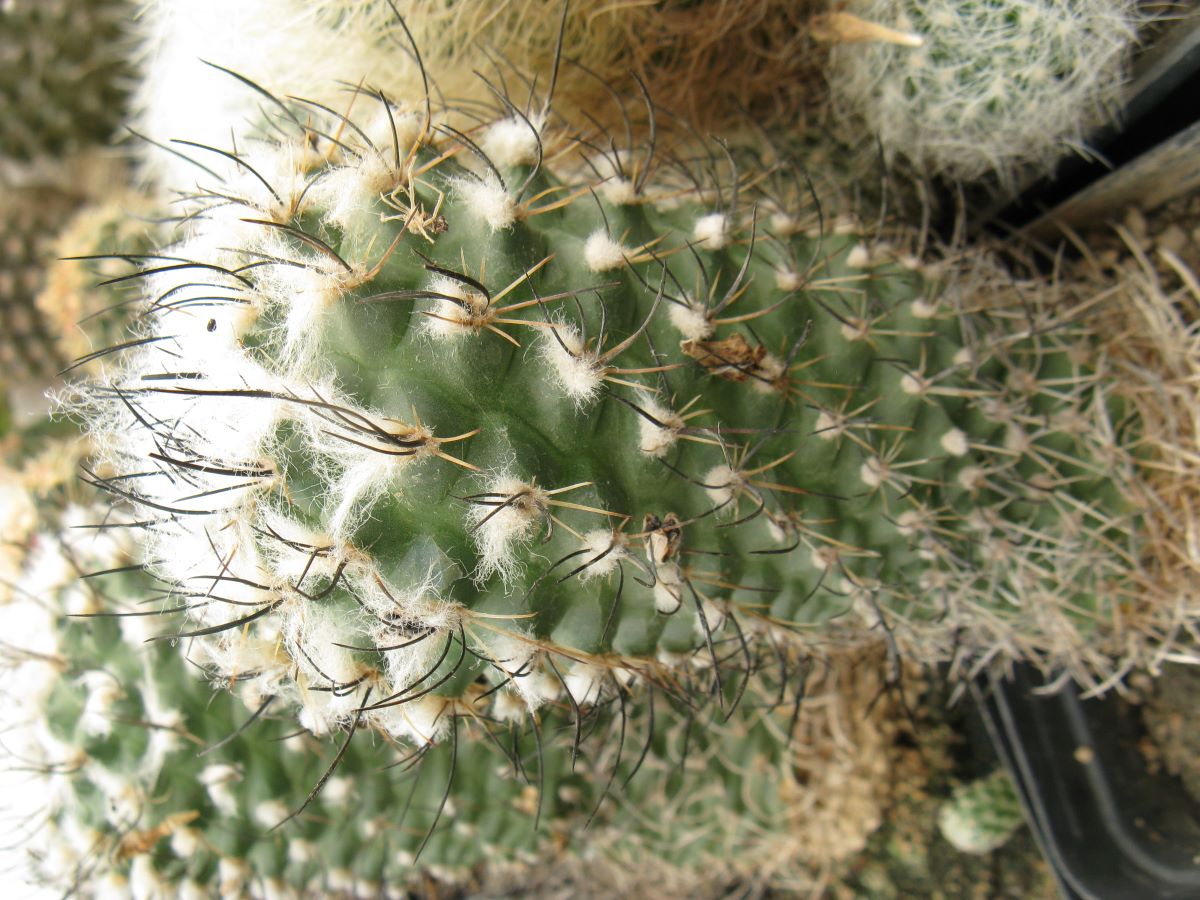 Turbinicarpus roseiflorus насіння