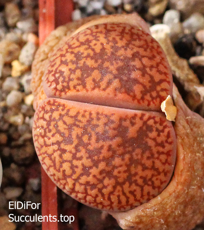 насіння lithops aucampiae C256 seeds