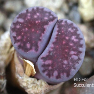 насіння lithops salicola Bacchus seeds