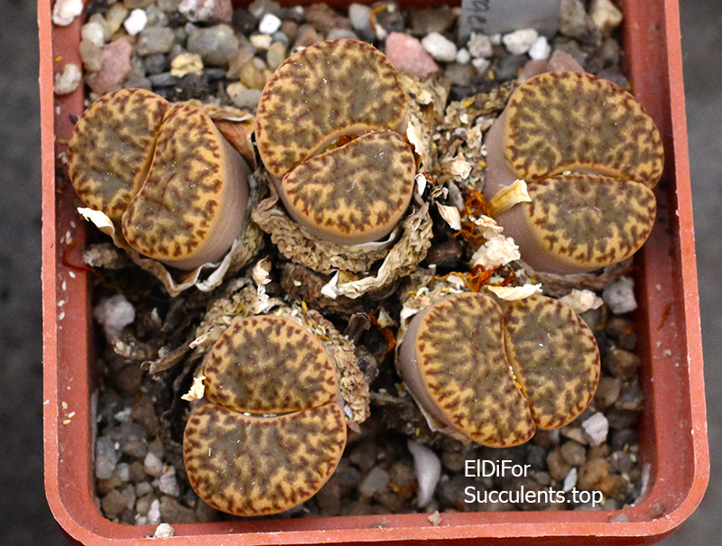 насіння lithops bromfildii C57 seeds