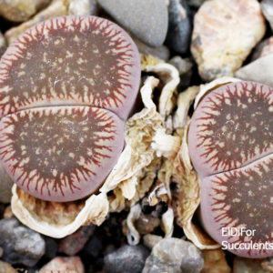 насіння lithops aucampiae C45 seeds