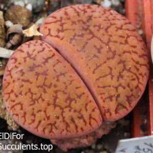 насіння lithops aucampiae C16 seeds