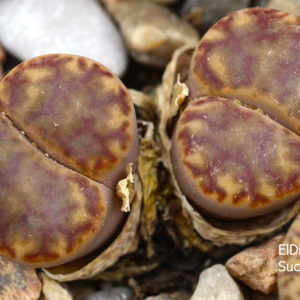 насіння lithops bromfildii red seeds
