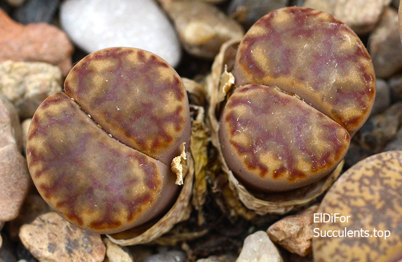 насіння lithops bromfildii red seeds