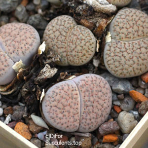 насіння lithops fulviceps C222 seeds