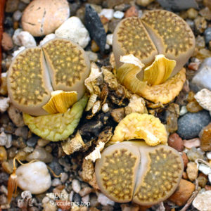 насіння lithops hallii ochracea seeds