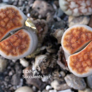 насіння lithops karasmontana lateritia seeds