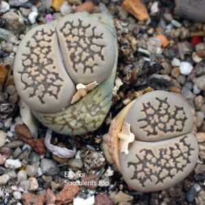 насіння lithops hallii Monaco