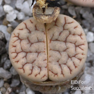 насіння lithops gracilidelineata  C309 seeds