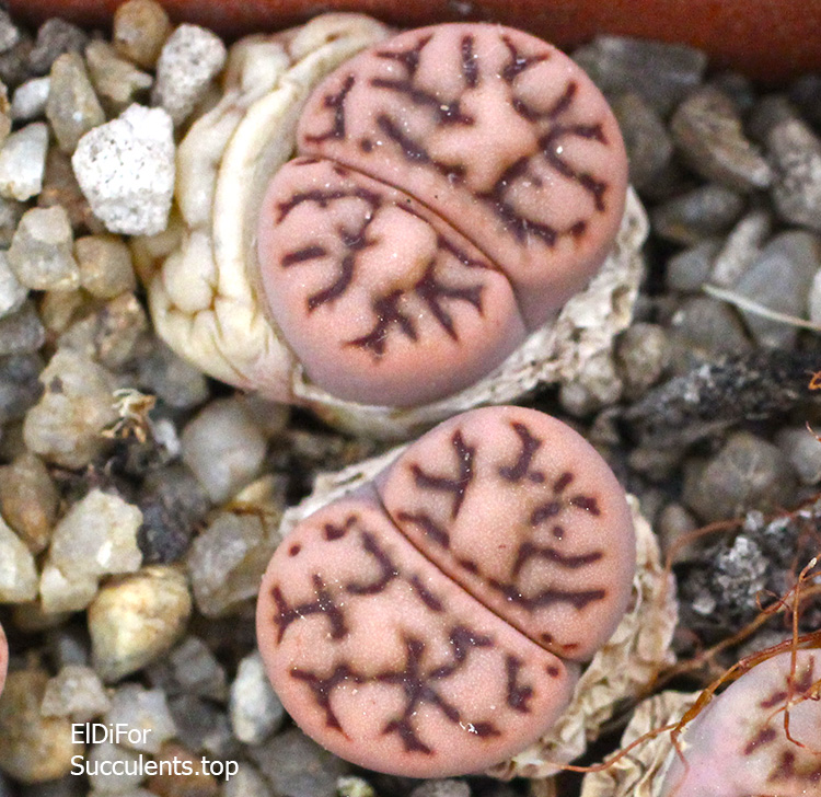 насіння lithops bromfildii C44 seeds