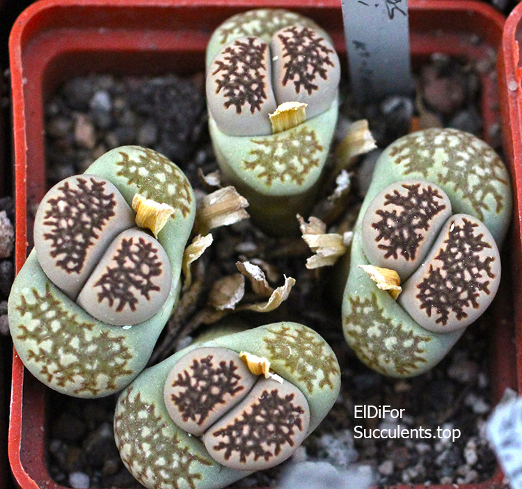 насіння lithops halli best seeds