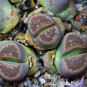 насіння lithops olivacea neobrownii seeds