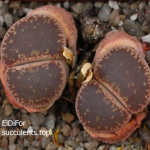 насіння lithops aucampiae red seeds