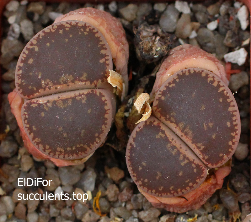 насіння lithops aucampiae red seeds
