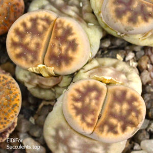 насіння lithops karasmontana ticheri seeds