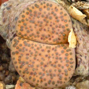 насіння lithops fulviceps C219 seeds