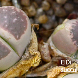 насіння lithops marmorata framersii pink seeds