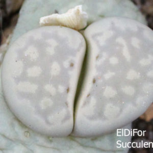 насіння lithops julii C297 seeds