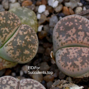 насіння lithops gesinae C207 seeds
