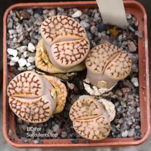 насіння lithops julii C183 seeds