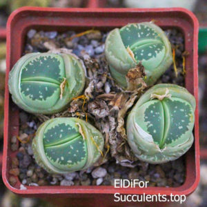 насіння lithops olivacea C55 seeds