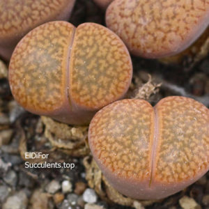 насіння lithops hookeri C89 seeds