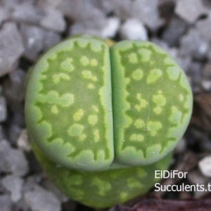 насіння lithops julii C56a seeds