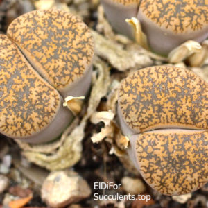 насіння lithops lesliei C354 seeds