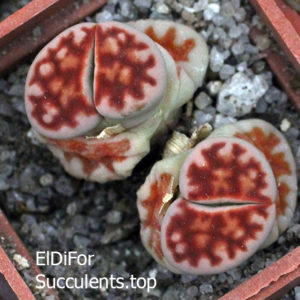 насіння lithops karasmontana red seeds