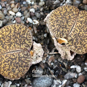 насіння lithops lesliei C341 seeds
