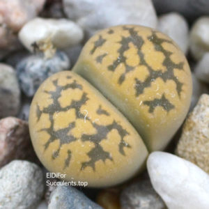 насіння lithops karasmontana C143a seeds