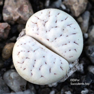 насіння lithops gracilidelineata seeds
