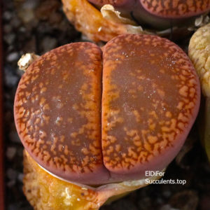 насіння lithops aucampiae C255 seeds