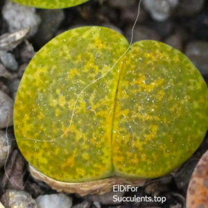 насіння lithops lesliei albinica seeds