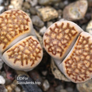 насіння lithops hallii C303 seeds