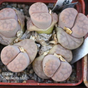 насіння lithops karasmontana opalina seeds