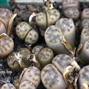 насіння lithops dinteri friedrichii seeds