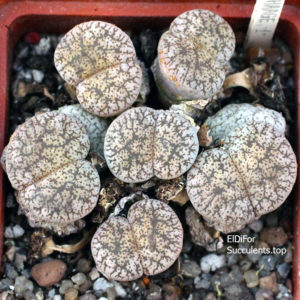 насіння lithops lesliei venteri seeds