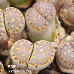 насіння lithops julii Brown seeds