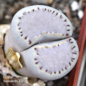 насіння lithops julii Milky windows seeds