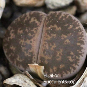 насіння lithops lesliei C359 seeds