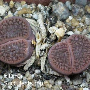 насіння lithops hookeri C19 seeds
