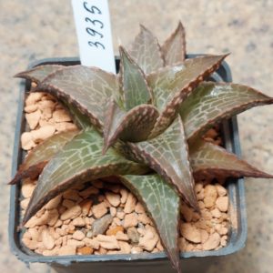 7325 Haworthia tesselata -Rooiklip-