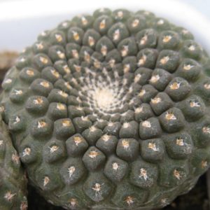 Thelocephala pajonalensis CH1509 насіння